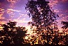 Darwin: trees - Dreamtime Australia: travel photography by Laurenz Bobke.